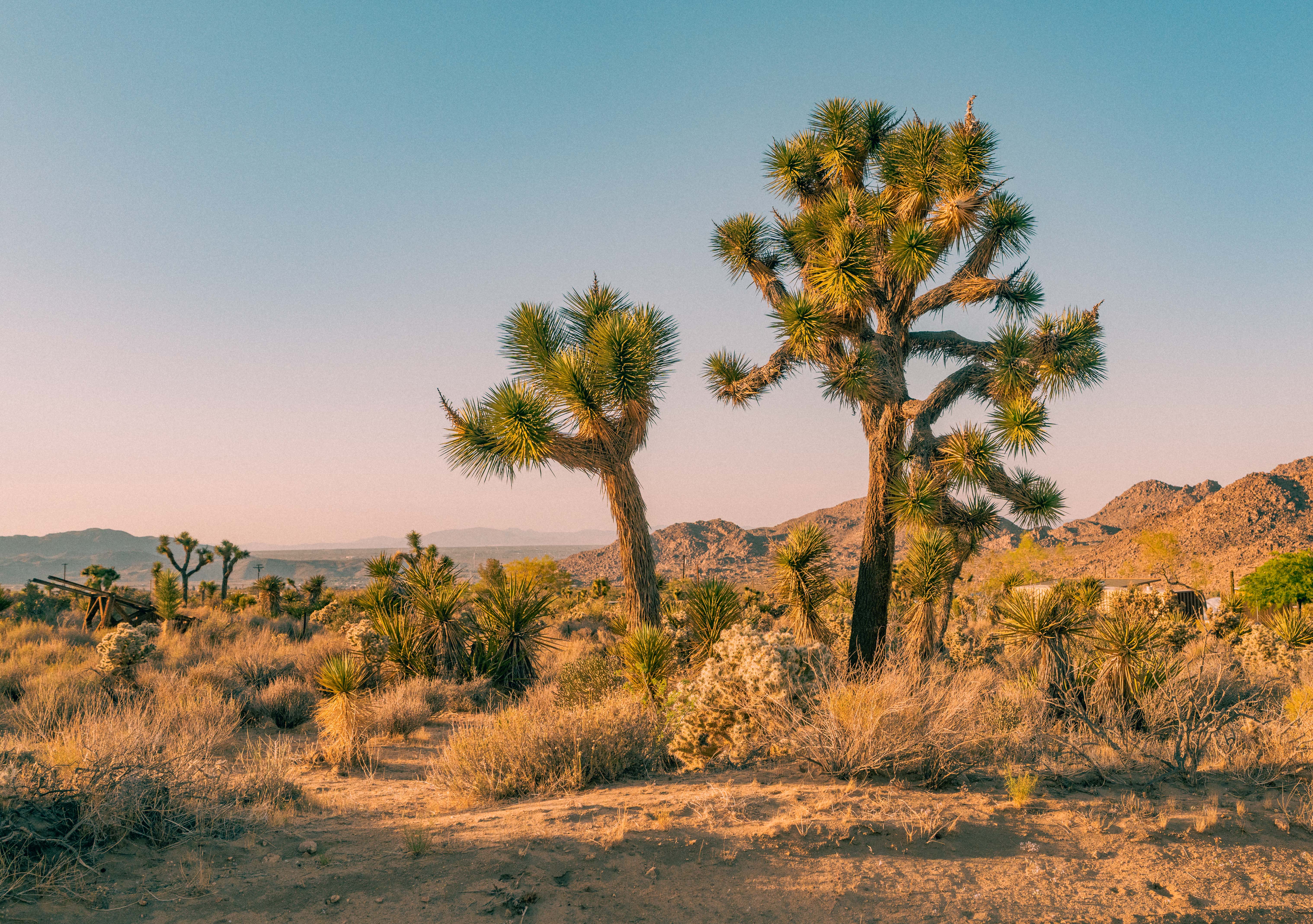 Joshua Tree